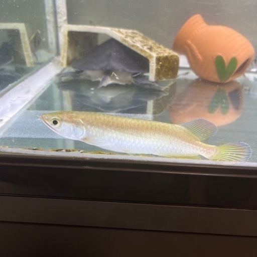 ノーザンバラムンディ　15〜20センチ　健康　アロワナ