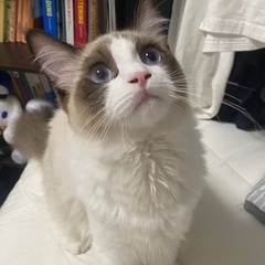 ラグドール オス 1才6ヶ月