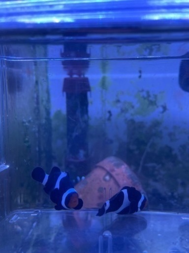 海水魚クマノミ