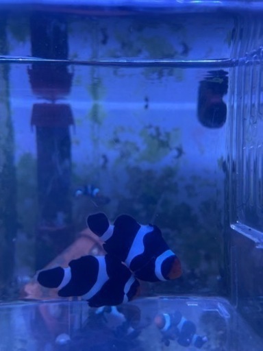 ブリードクマノミ