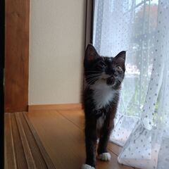 トライアル予定のため受付を一時停止しております🐾 里親様募集：愛...