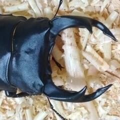 昆虫くじ　8月3日　🐒庚申寺夏祭りの画像