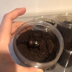 カブトムシ　オスメス
 の画像