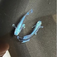 【nego_mdk】先行予約、《幻想》メダカ針子抜け〜稚魚1匹