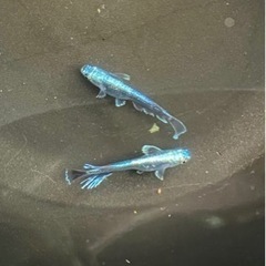 【nego_mdk】先行予約、《幻想》メダカ針子抜け〜稚魚1匹の画像