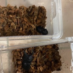 オオクワガタ　ペア　　