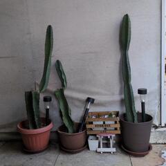 サボテン3つ