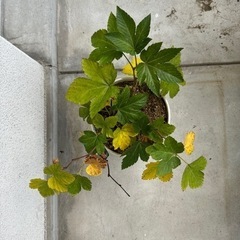 木苺　木いちご　鉢植え