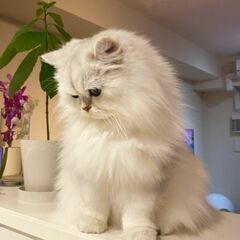 ペルシャ猫とアメショーと三毛猫Mixの子猫達(2カ月) - 里親募集