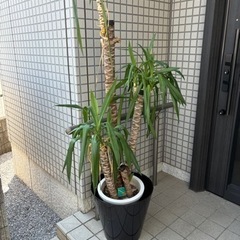 大型観葉植物　ユッカ　パキラ　セット