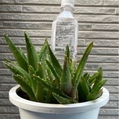 植物　アロエ