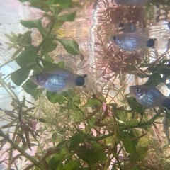 夏休み価格熱帯魚など