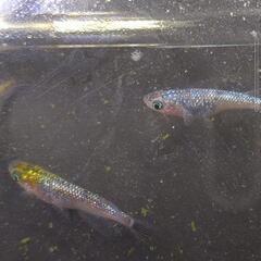 メダカ各種の画像