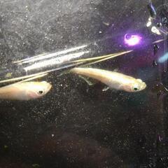 メダカ各種の画像