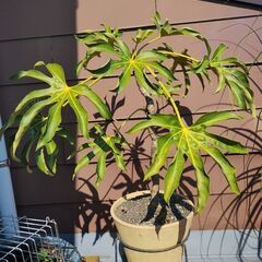 ヤツデ　植物　植木　