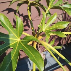 ヤツデ　植物　植木　の画像