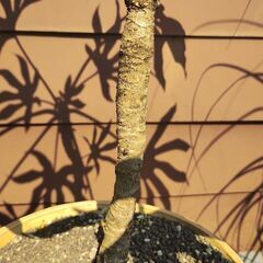 ヤツデ　植物　植木　の画像