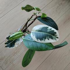観葉植物　ゴムの木　水耕栽培用にも