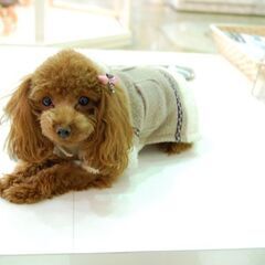 ペットショップ　での清掃のお仕事の画像
