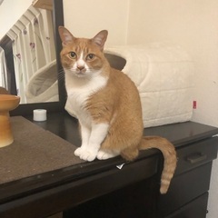 飼い猫が行方不明です