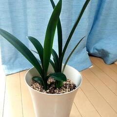 君子蘭　植物の画像
