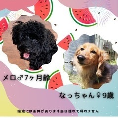 小型犬の譲渡会