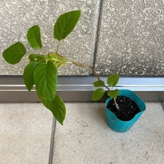 紫陽花　アナベル苗木
