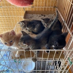 可愛い子猫