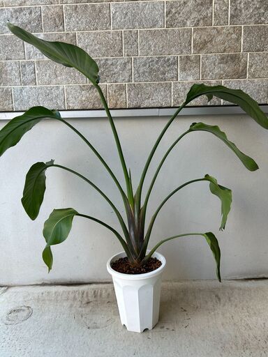 【観葉植物】オーガスタ