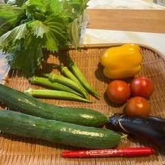 無農薬野菜セットB