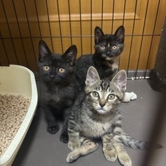 元気いっぱい3兄妹