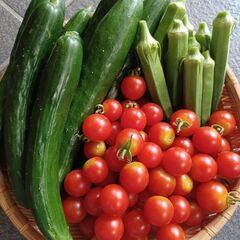 B品きゅうり、ミニトマト､オクラ