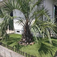 9月まで【極太幹70㌢】ヤシの木（ココスヤシ）の画像