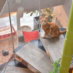 保護猫カフェスタッフを募集いたします