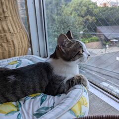 保護猫カフェスタッフを募集いたしますの画像
