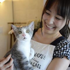 保護猫カフェスタッフを募集いたしますの画像