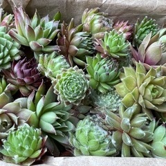 センペルビウム多肉植物の画像