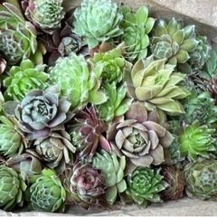 センペルビウム多肉植物の画像