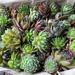 センペルビウム多肉植物の画像