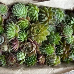センペルビウム多肉植物