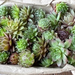 センペルビウム多肉植物の画像