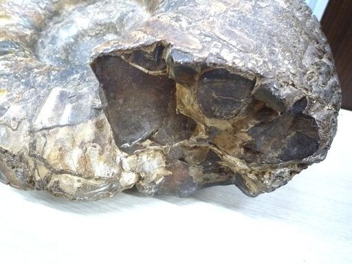 アンモナイト 化石 コレクション 観賞用 石 横幅 約27cm 重量 約9Kg 中古 苫小牧西店