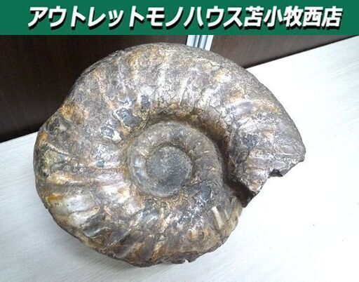 アンモナイト 化石 コレクション 観賞用 石 横幅 約27cm 重量 約9Kg 中古 苫小牧西店