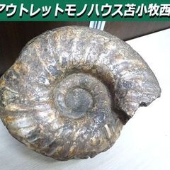 アンモナイト 化石 コレクション 観賞用 石 横幅 約27cm ...