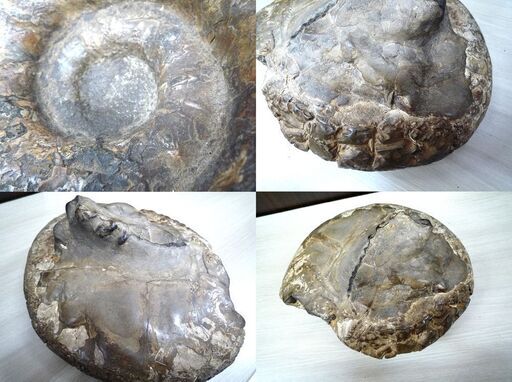 アンモナイト 化石 コレクション 観賞用 石 横幅 約27cm 重量 約9Kg