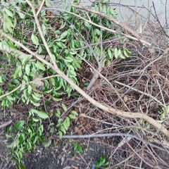 松の大木 無料譲渡のお知らせの画像