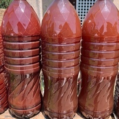 ミナミヌマエビ　　🦞の画像