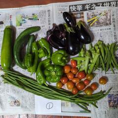 夏野菜のセット①