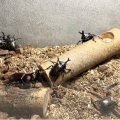 ③ カブトムシ譲ります。※お子様がいる方限定 