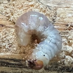 国産オオクワガタ　幼虫の画像